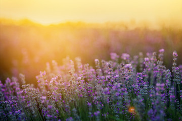 Obraz premium Beautiful lavender fields at sunset