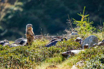 Marmotta al Parco Nazionale dello Stelvio