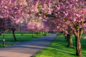 cherry blossom trees in pittencrieff park, dunfermline, fife, scotland.