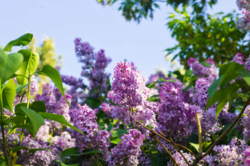 Fototapeta premium Blooming lilac against a white and blue, sky.