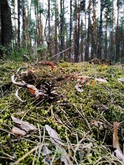 garbage in the forest