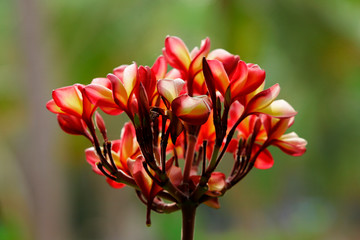 The flowers are used in Southeast Asia for several purposes. Especially in India, they are primarily used for worship at temples, whether at home or out, and more generally worn in hair by girls and w