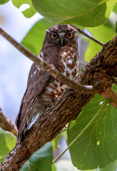 Brown hawk-owl (Ninox scutulata) also known as The Brown Boobook perched on branch in the jungle of Thailand, Predator bird.