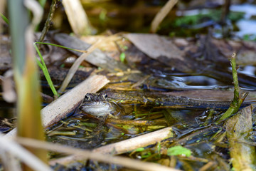 lake frog spawning