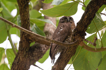 Brown hawk-owl (Ninox scutulata) also known as The Brown Boobook perched on branch in the jungle of Thailand, Predator bird.