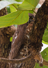 Brown hawk-owl (Ninox scutulata) also known as The Brown Boobook perched on branch in the jungle of Thailand, Predator bird.