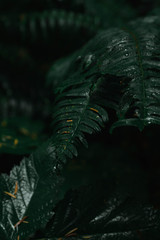 Wet ferns in the forest 