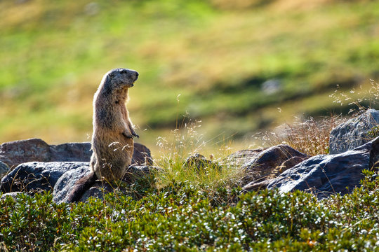 Marmotta al Parco Nazionale dello Stelvio