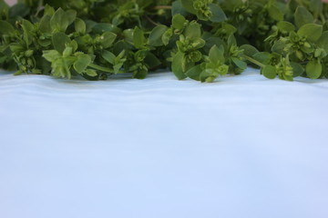 Green grass isolated on white. Fresh grass laid out in a line at the top on a white background. Frame from plants with place for text. mixture of fresh herbs on a white wooden background, top view