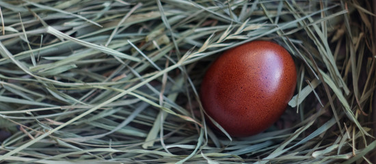 A colored Easter egg lies in a nest on green grass. Chicken egg in a straw nest. The chicken laid an egg. Natural organic homemade products. Happy easter card with copy space for text.