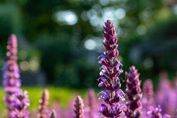 Fototapeta premium Close up of purple flowering Sage (Salvia officinalis) against green background, selective focus
