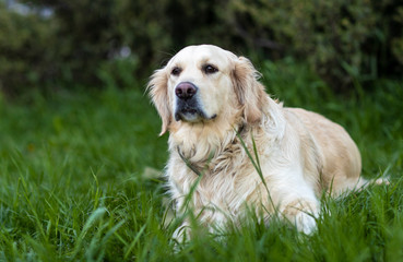 golden retriever white dog lies in grass