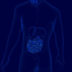 3D Illustration Human Digestive System Anatomy (Small Intestine)