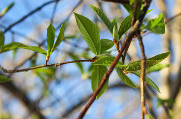Young leaves on tree branches in early spring against the sky.