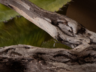 Fototapeta na wymiar agave