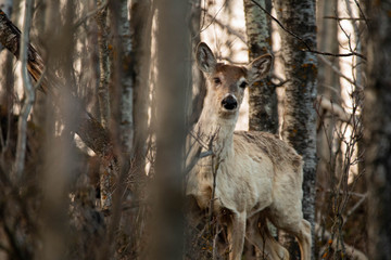 Whitetail Deer Sneaking through the Forrest 