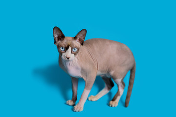 beautiful sphynx cat stands on a blue background