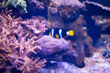 Fototapeta na wymiar Nemo Fishes in sea aquarium