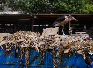 A dirty pelican is standing on a container full of waste and is probably eating lethal plastic.