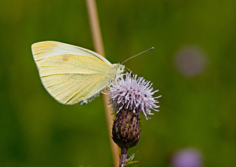 motyl pijący nektar zbliżenie