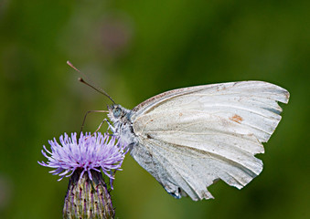 motyl pijący nektar zbliżenie © Robert Borek