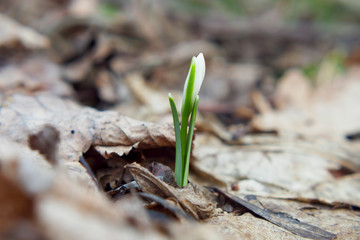 Snowdrop, the first flower of the year.