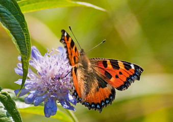 Fototapeta motyl na kwiecie ostu zbliżenie obraz