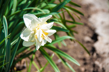 Family of beautiful yellow narcissists in greenery