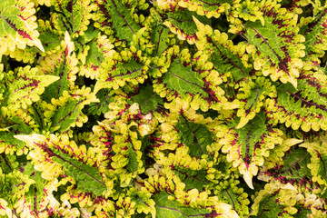 Green leaf square frame. Yellow leaves pattern background or the natural walls texture.