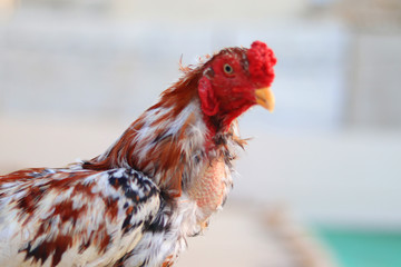 A close-up of a rooster's head and neck