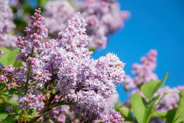 Obraz premium violet lilac and blue sky in the spring