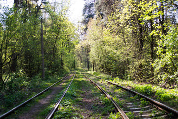 Tram tracks in the forest