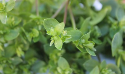 Green park grass. Fresh forest grass. Background from plants with place for text. Green mixture of fresh meadow herbs top view.