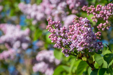 violet lilac and blue sky in the spring