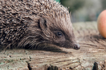 Hedgehog, wild animal. European Hedgehog on Vibrant Green Grass /Hedgehog