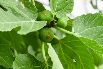Figs growing on a fig tree.