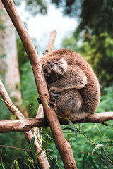 koala in tree