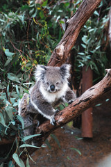 Koala in a tree 