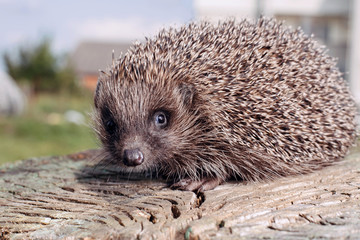 Hedgehog, wild animal. European Hedgehog on Vibrant Green Grass /Hedgehog