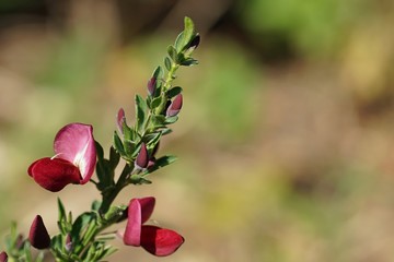 Roter Edelginster © brudertack69