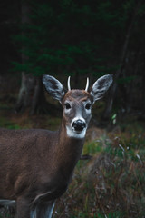 Obraz premium deer in the woods