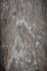 tree bark texture