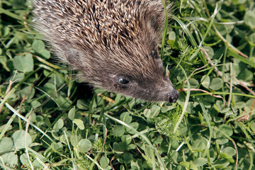 Hedgehog, wild animal. European Hedgehog on Vibrant Green Grass /Hedgehog