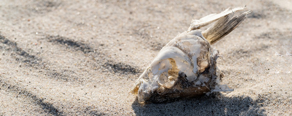 dried fish skeleton lying on the sand