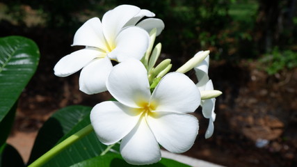 Fototapeta na wymiar Kerala beautiful white color flower