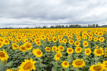 Obraz premium Field of sunflowers, cloudy day.