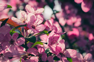 Sunligjt through the sakura(cherry) flowers