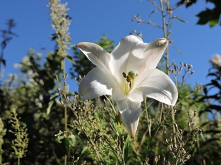 white flowers in the garden