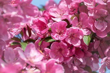 Bright pink flowers of sakura (cherry) tree