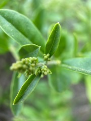 Makro Macro Photographie iPhone Moment Nahaufnahme Natur aus der Nähe Flora Blüten Frühling Sommer Schönheit